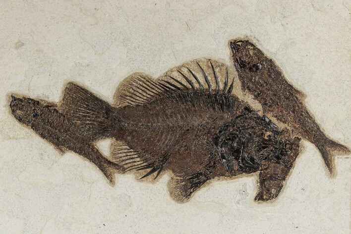 Priscacara With Four Knightia Fossil Fish - Wyoming #342482